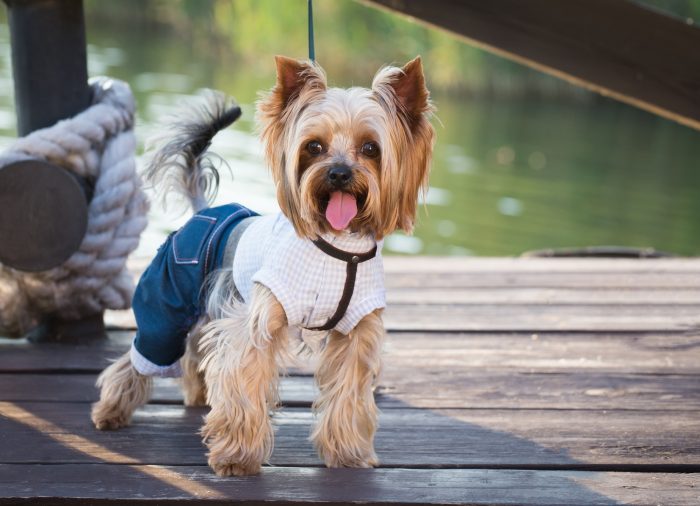 Tips On Buying Dog Clothing